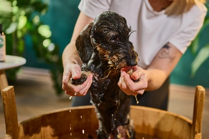 Jak vybrat šampon pro psa: průvodce podle typu srsti a kůže