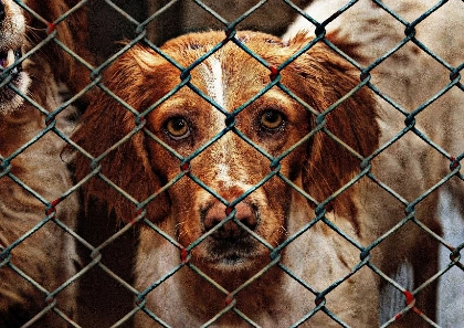 Adopce psa - ano či ne?