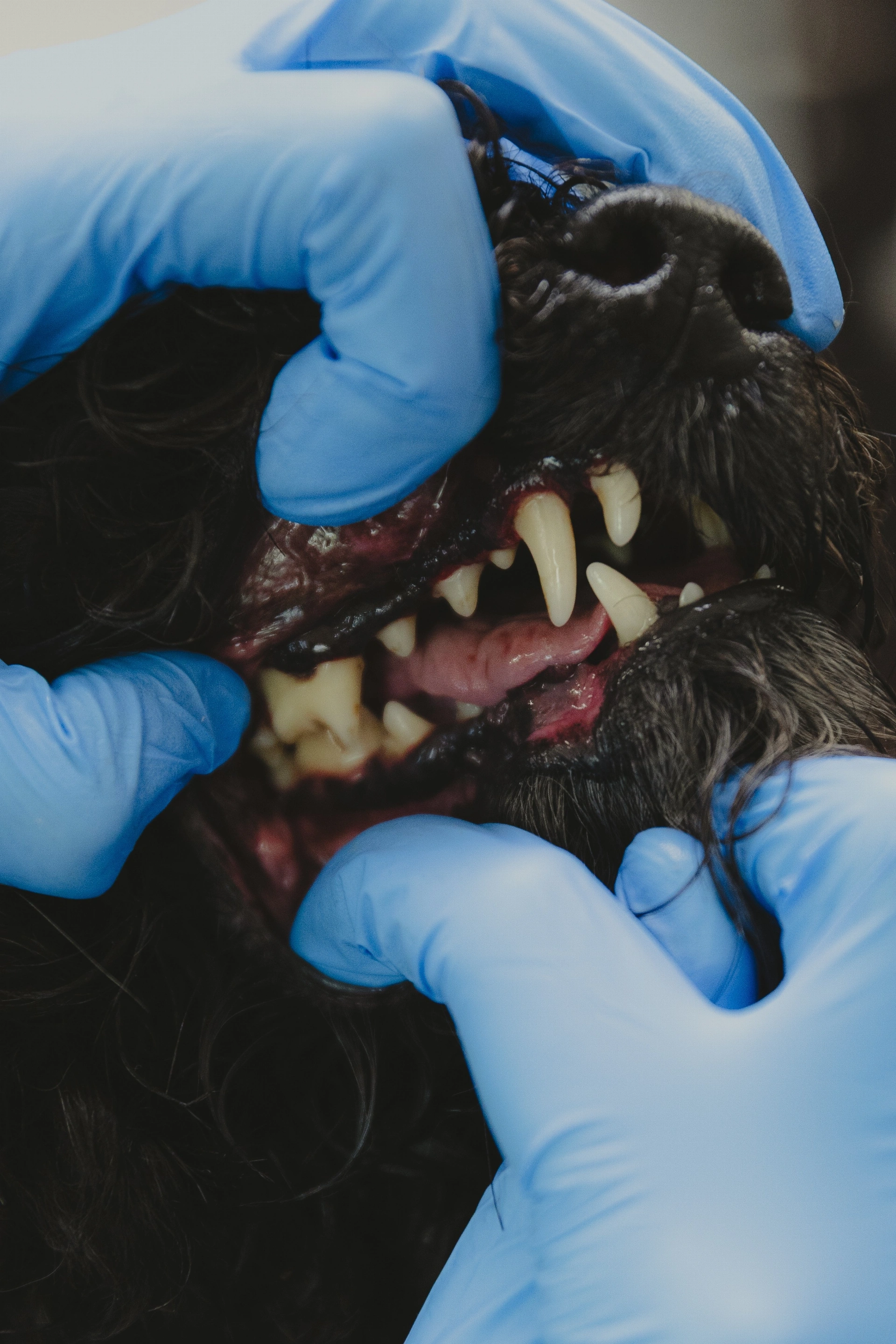 Dentální hygiena pro psy